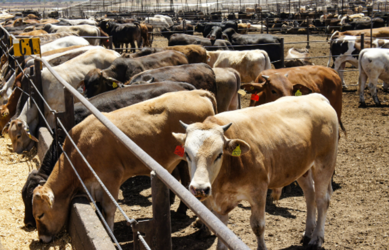 Destacan ganaderos en reunión con Washington que Chihuahua representa casi el 70% del cruce pecuario a EU