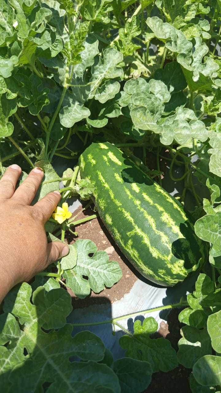 Ciencia que endulza: la UACH impulsa investigación para mejorar la calidad de la sandía con biotecnología natural.