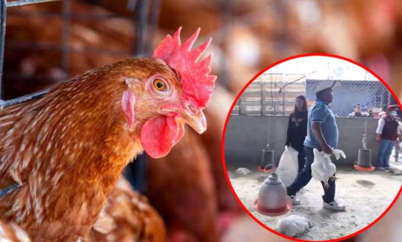 En Tejupilco hace mucho no comemos pollo: pobladores por extorsiones de Familia Michoacana