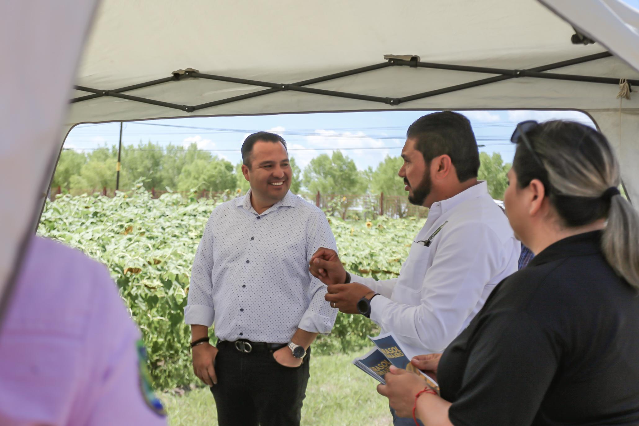 Impulsan Valenciano y la FCAyF cultivo del girasol que ahorra hasta 50% de agua