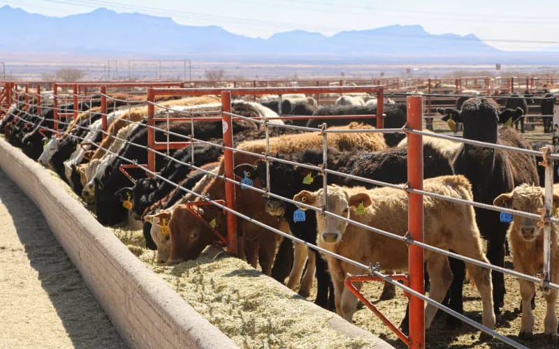 Gobierno del Estado se compromete a blindar a Chihuahua del Gusano Barrenador