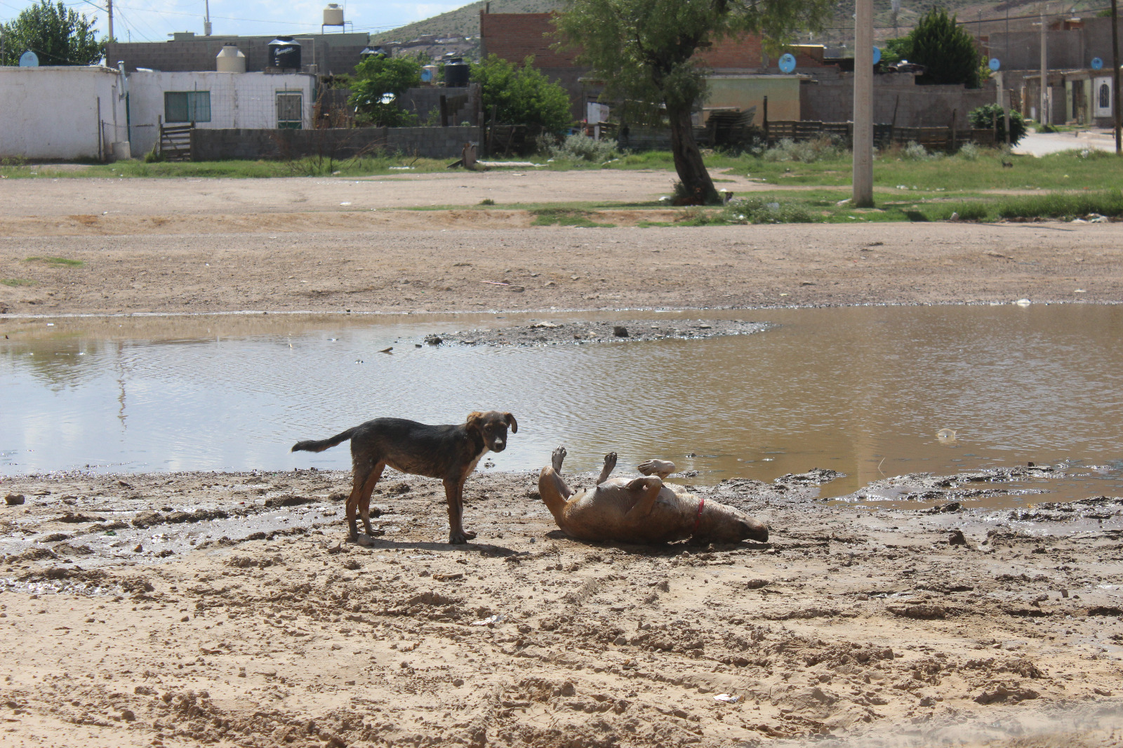 Especialista de la UACH te dice cómo evitar golpes de calor en tus mascotas