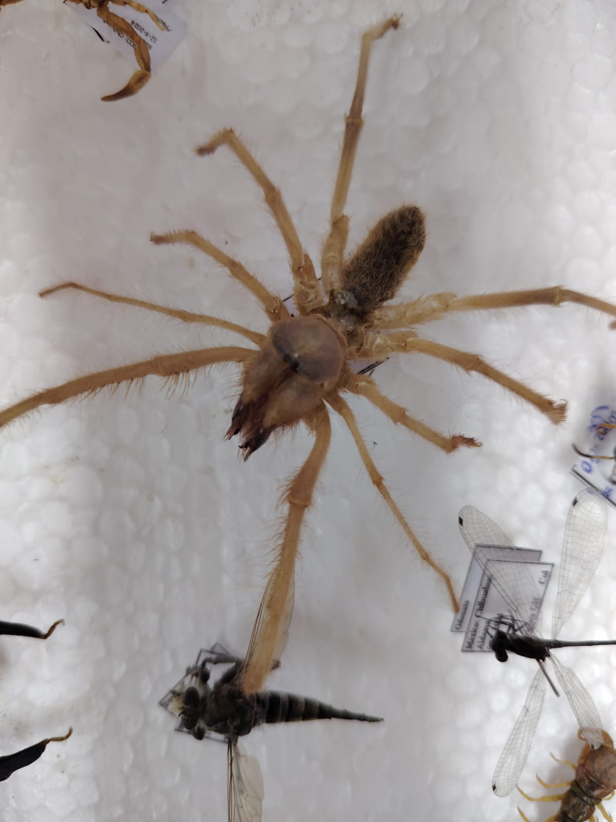 Emite especialista de la UACH algunos tips para evitar mordeduras o picaduras de animales ponzoñosos