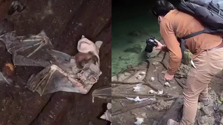Aparecieron murciélagos muertos en cuevas de Quintana Roo