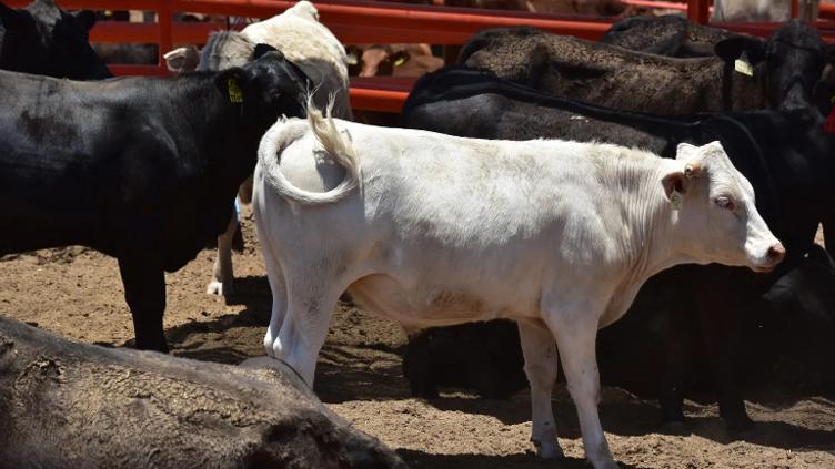 Detienen ganado de Nicaragua, no llegará a Chihuahua: Sader