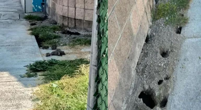 Plaga de ratas invadió fraccionamiento por familia que las alimentó