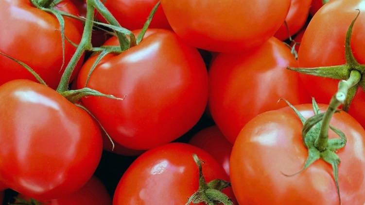 ¿Subirá precio del tomate en México por aranceles? Esto dice Profeco