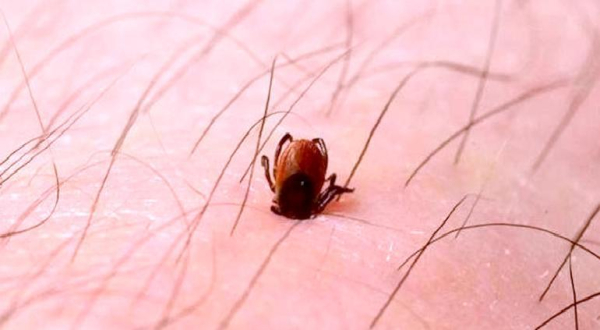 Un fallecido en Meoqui por mordedura de garrapata; han muerto 17 en todo el estado