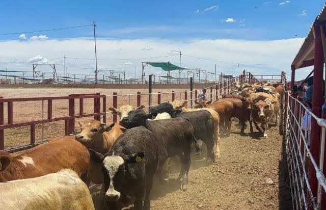 Anuncia Maru próxima reunión con EE.UU. para reanudar exportación de ganado