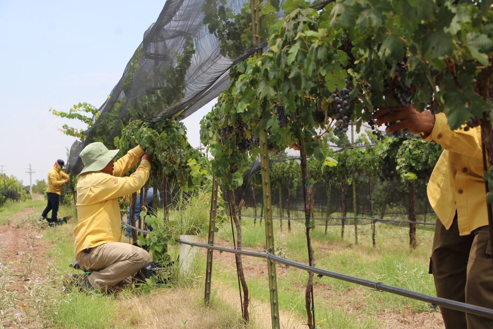 Produce anualmente viñedo de Gobierno del Estado 10 toneladas de uva