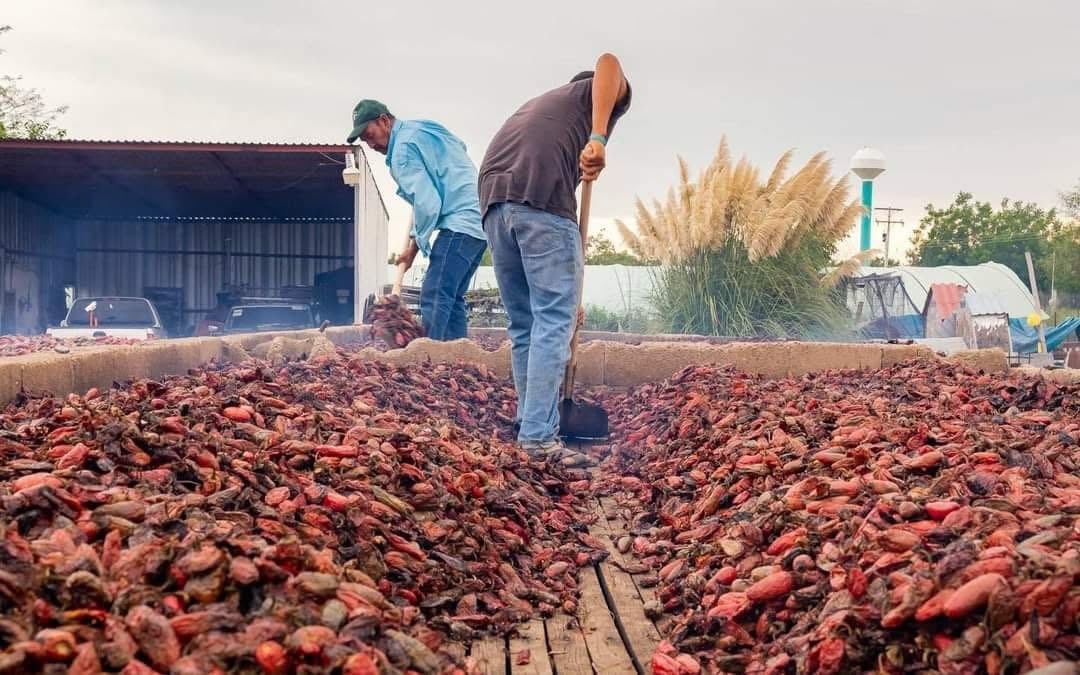 Busca Gobierno del Estado posicionar al chile chipotle chihuahuense a nivel internacional