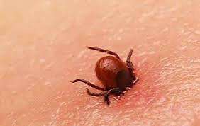 Se elevan a 48 los casos de rickettsiosis en el estado