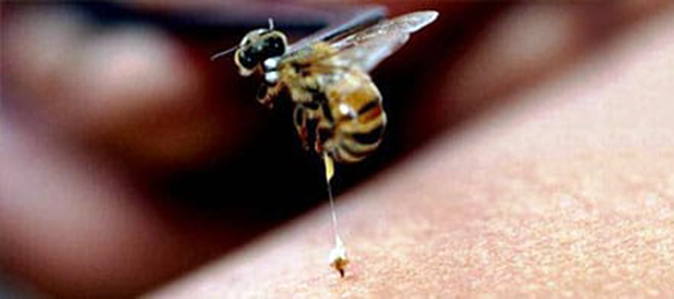 Abejas atacan a una mujer y dos niñas en Camargo