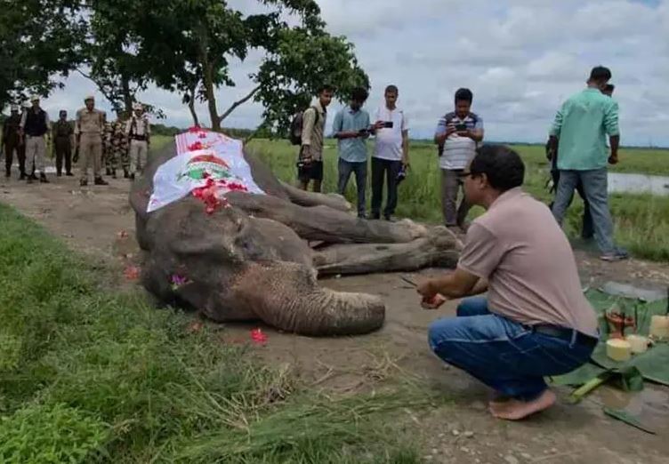 Con honores, despiden a elefanta Mohanmala; la guardiana de los rinocerontes