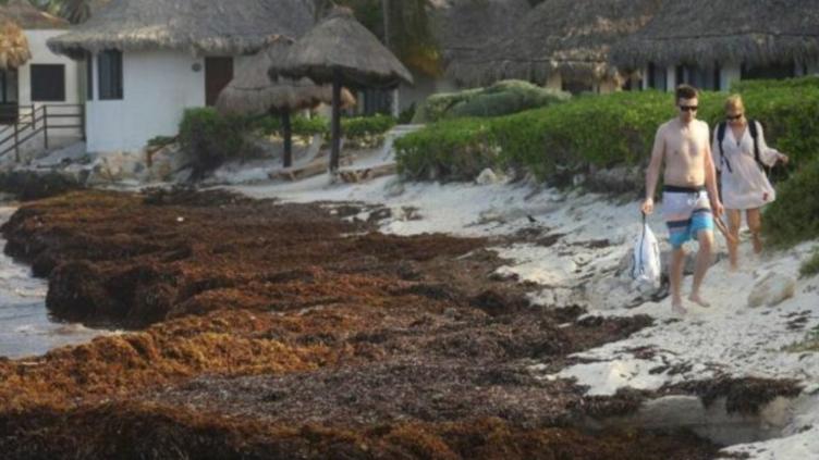 Padece turismo de Cancún por sargazo e inseguridad