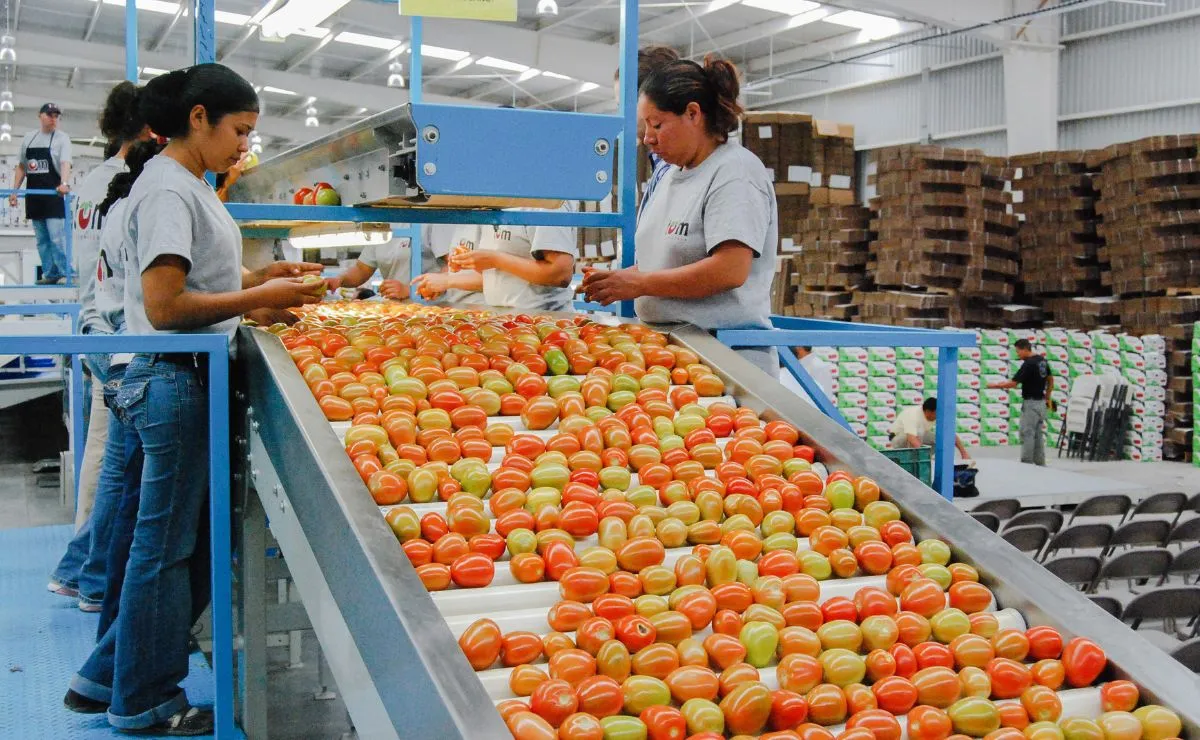 Sader y Economía fijan precios mínimos de exportación para el jitomate