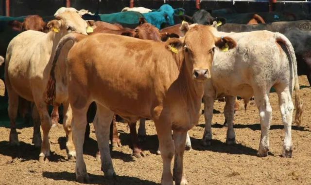 Cierre de la frontera ha generado un efecto dominó en la economía de Chihuahua: SADER