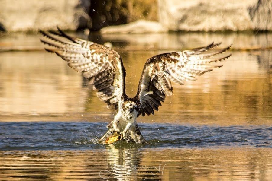 Avistan en Meoqui Águila Pescadora, una de las más espectaculares que visitan el vado, impulsará Gobierno turismo de aves en la región