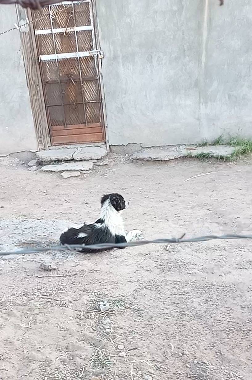 Perrito lleno de garrapatas genera alerta en Lázaro Cárdenas
