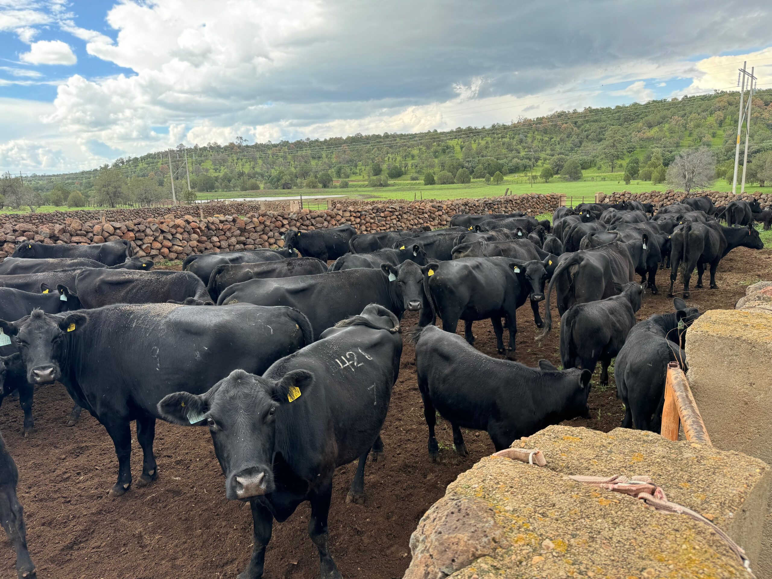 La UACH lista para recibir el XIV Congreso Internacional de Manejo de Pastizales