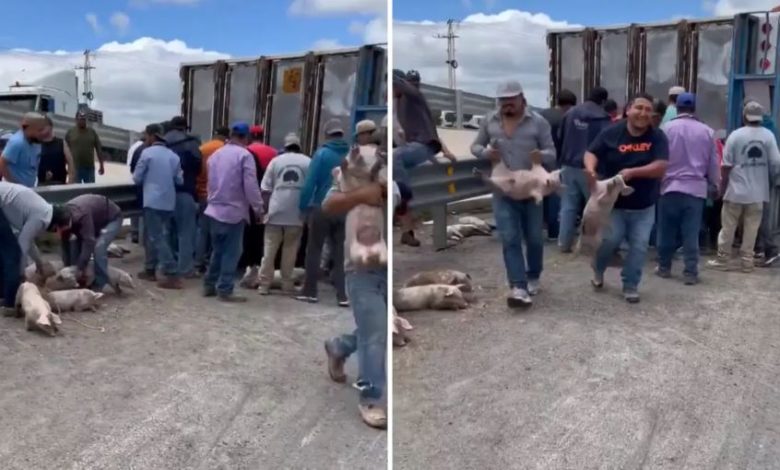 Tráiler con cerdos vuelca en San Luis Potosí y desata rapiña