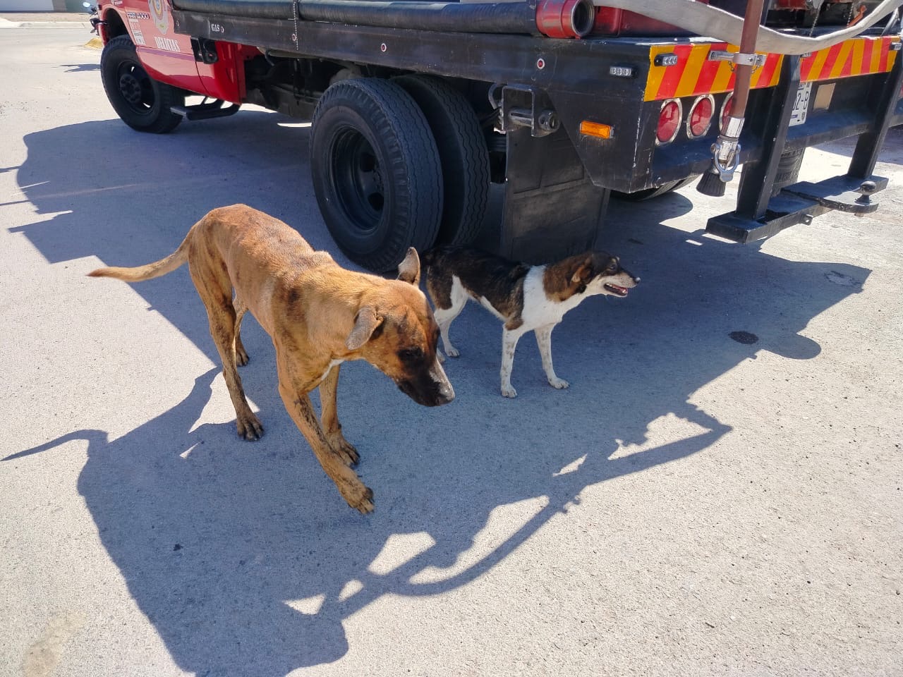 Rescatan bomberos a perrito que estaba atrapado en motor de un carro