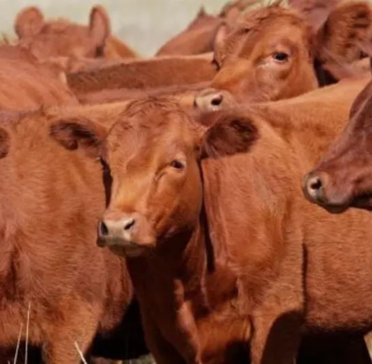 Detectan segundo caso de gusano barrenador en Nuevo León