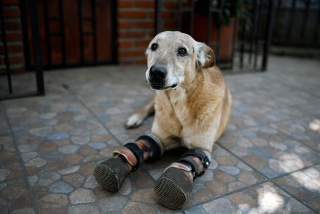Presentan en el Senado la Ley Pay de Limón contra el maltrato animal