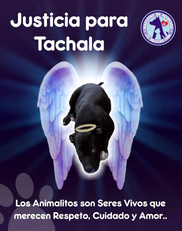Sentencia de 2 años de prisión responsable de la muerte de “Tachala”, el perrito héroe de Delicias