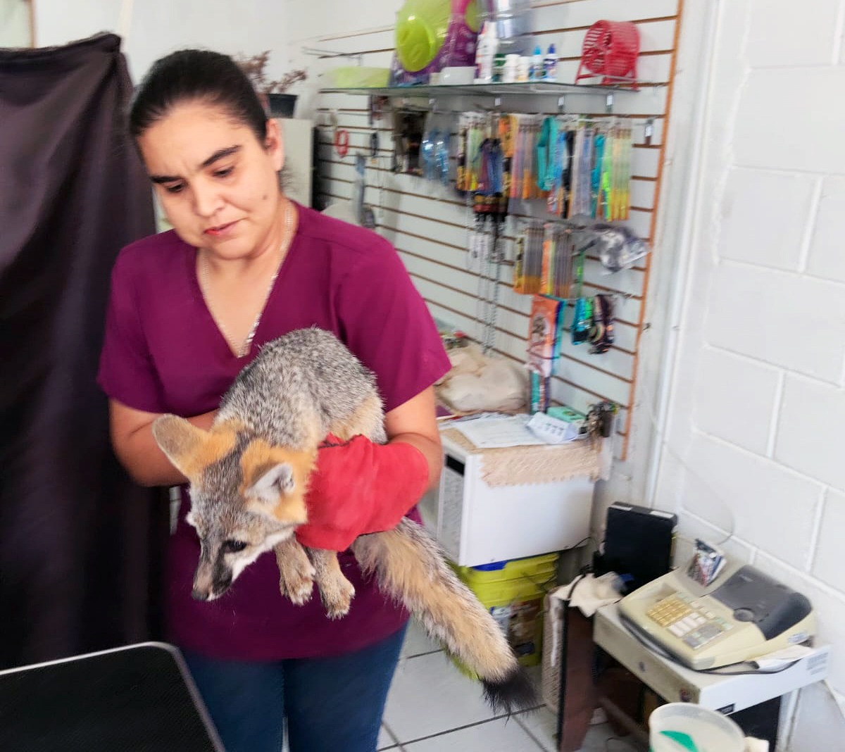 Rescata Ecología de Meoqui a Zorro Gris