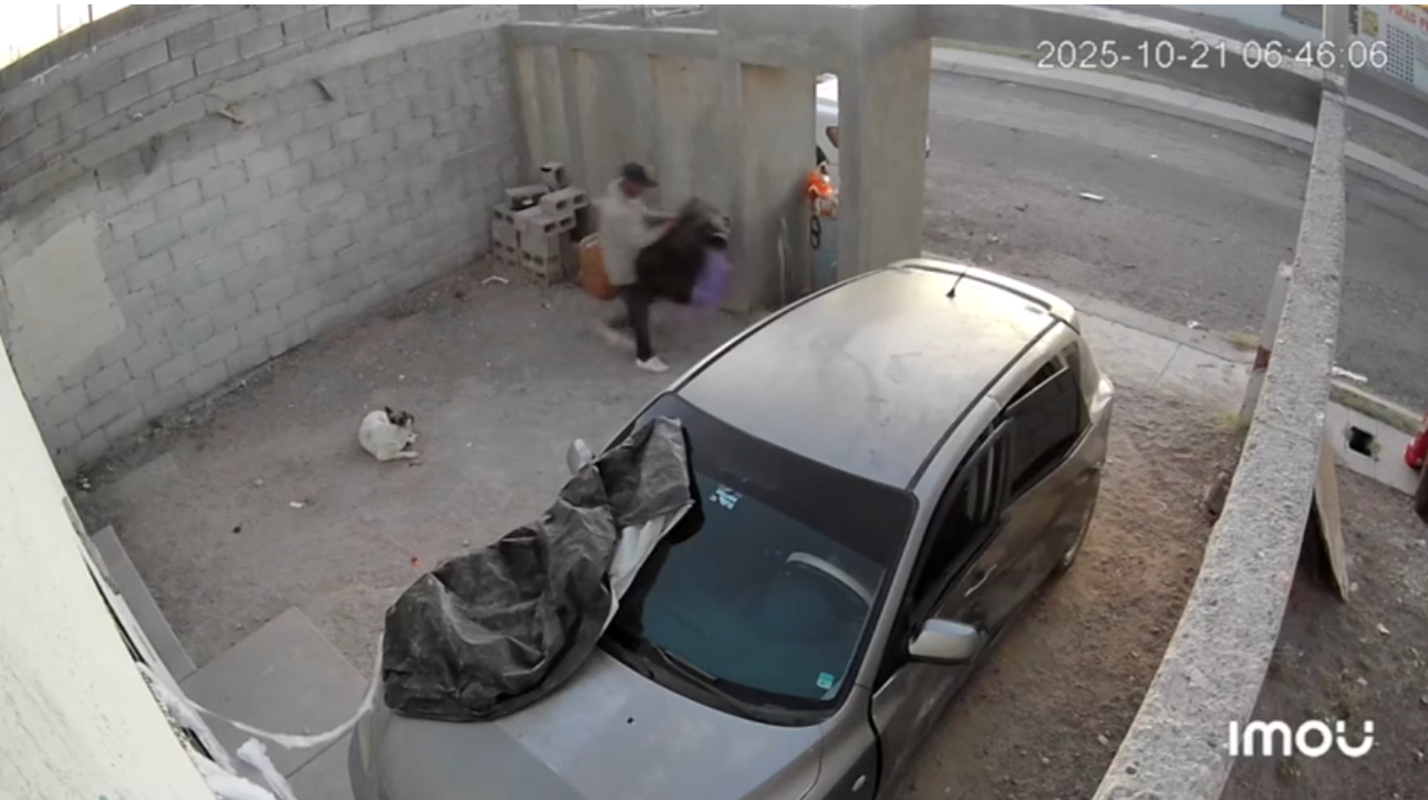 Captan a rata robando disco para hacer comida en Cumbres