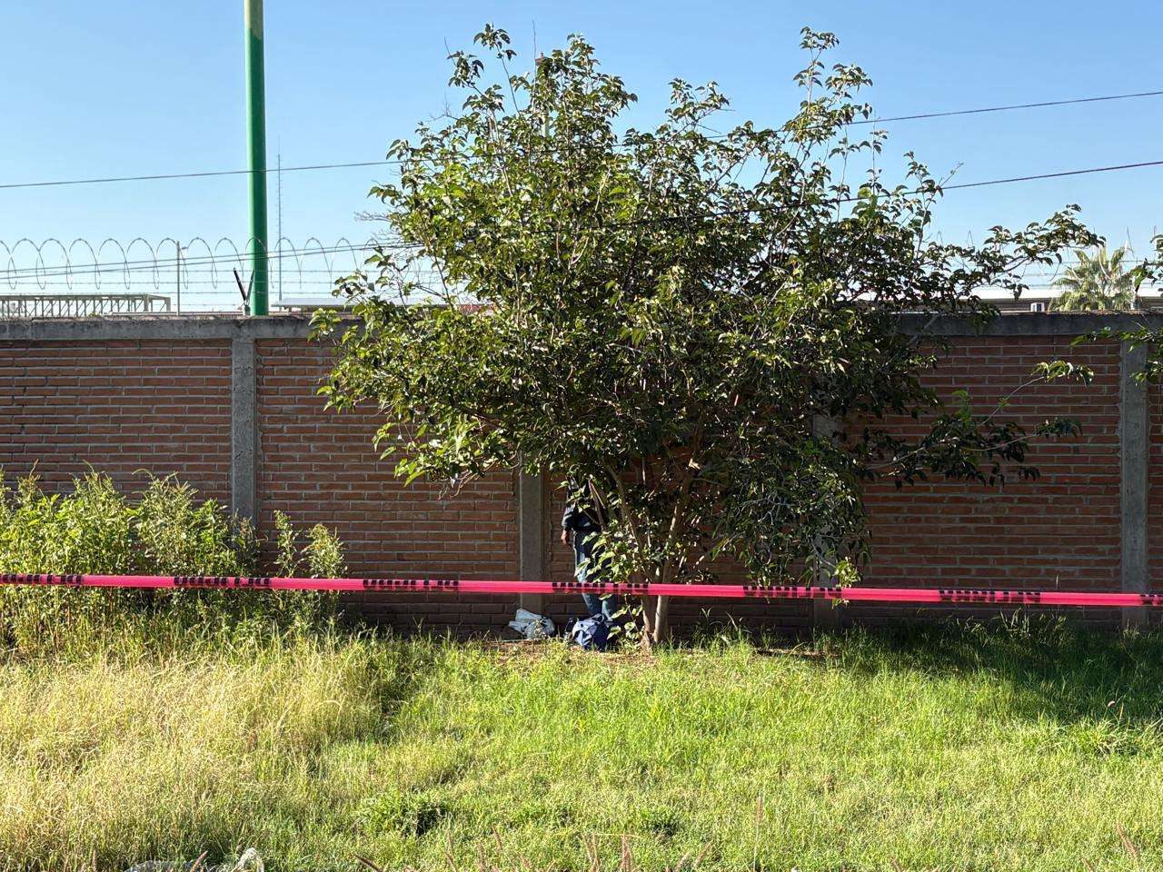 Hallan un colgado en árbol sobre la Panamericana