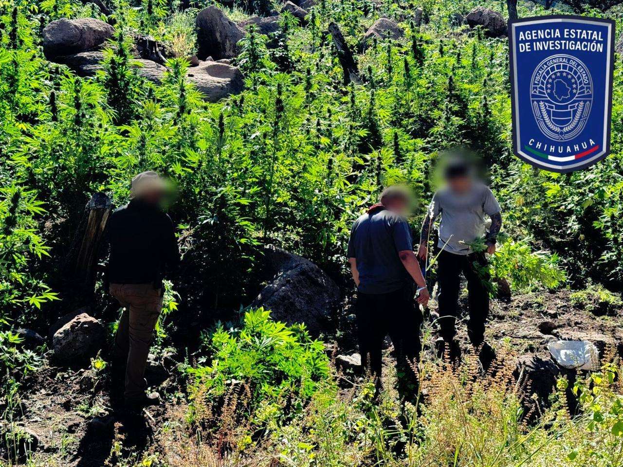 Aseguran plantíos de marihuana y campamentos en Rancho Georgina