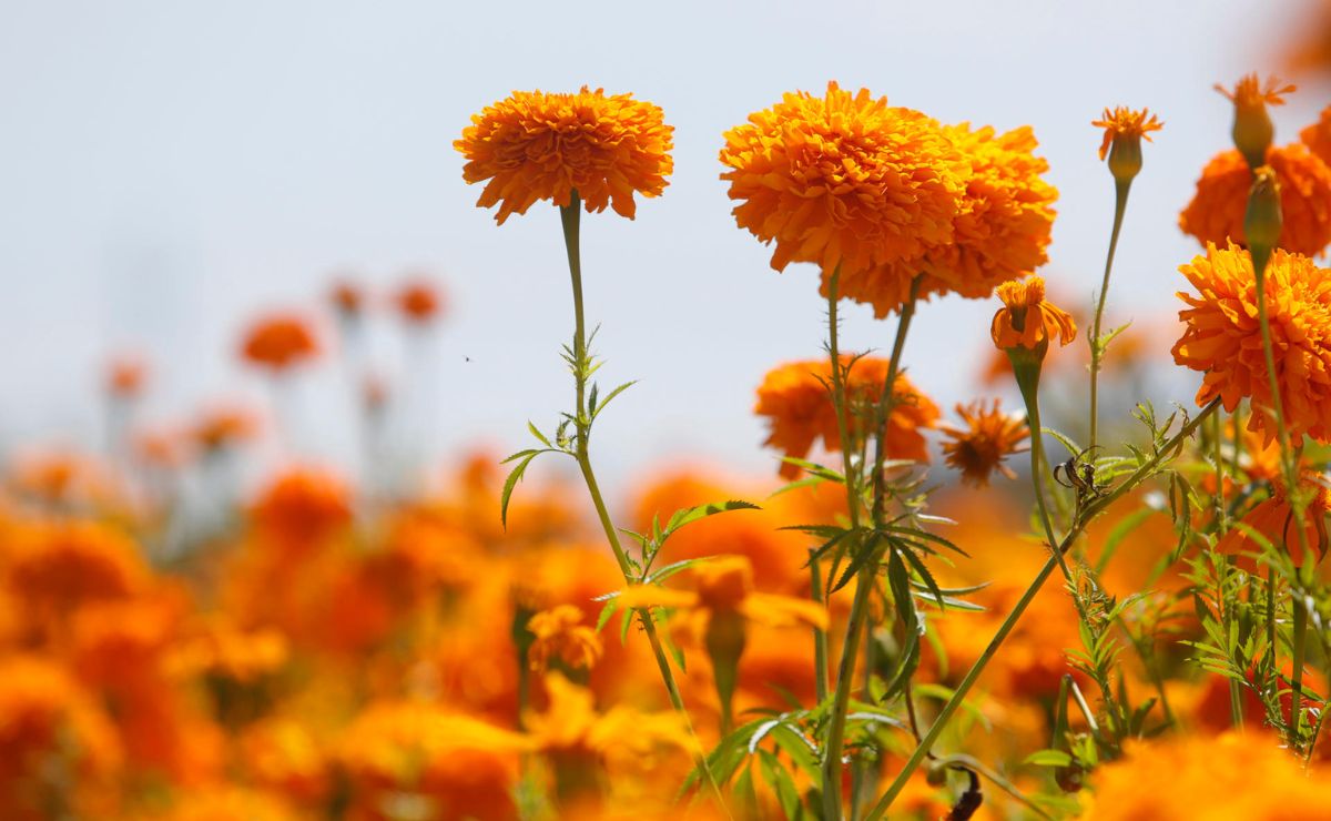 Cempasúchil, la flor mexicana que guía las almas de los muertos de vuelta a sus hogares
