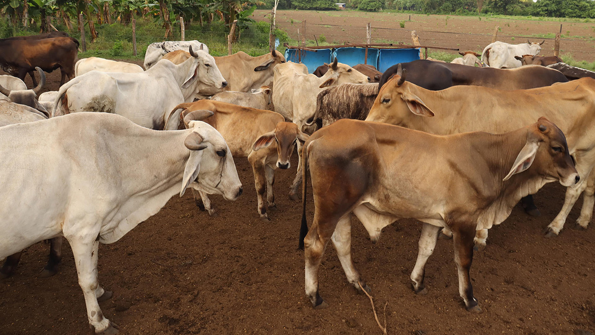 Plaga del gusano barrenador se reduce 28% con plan conjunto México-EE.UU.