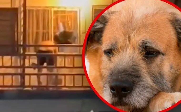 Denuncian a abuelito por electrocutar a su perrito para “corregirlo” en Tabasco