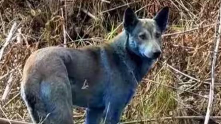 ¿Cómo en las caricaturas? Captaron perros azules en Chernóbil