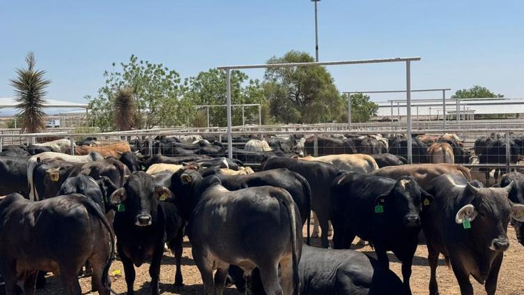 Respalda gobierno a Sonora para prevenir gusano barrenador