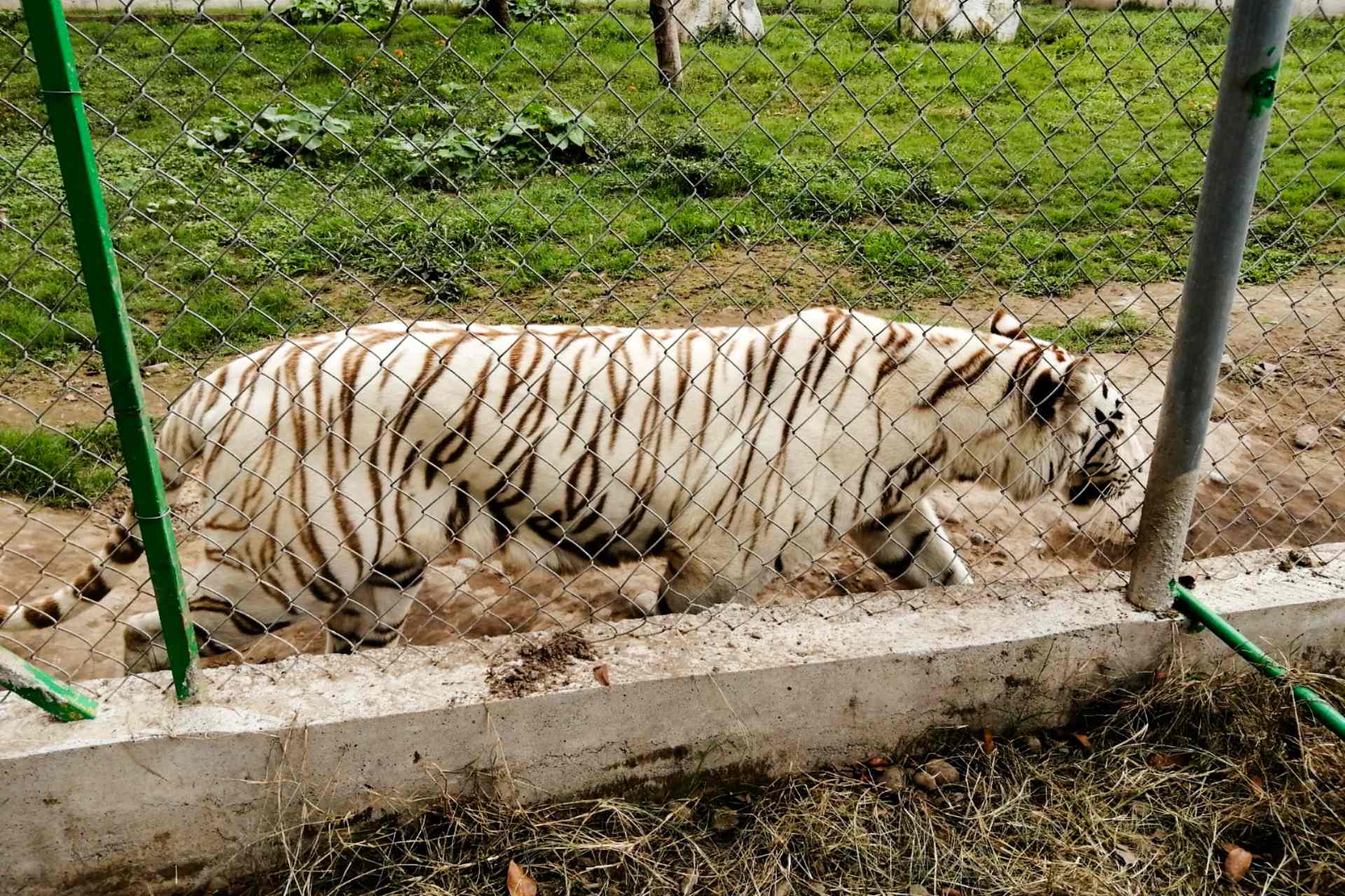 Hallan muerto al tigre de bengala que se había fugado de zoológico de Puebla tras las fuertes lluvias