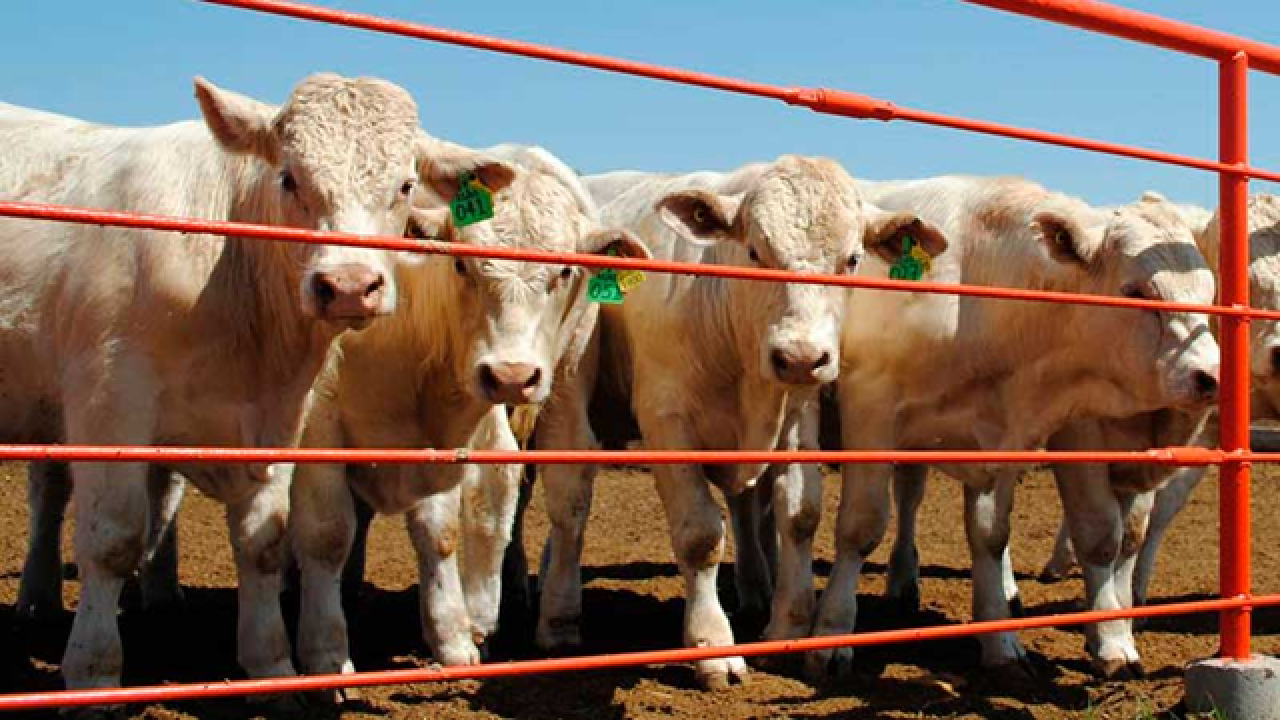 Reitera Gobierno que Chihuahua cumple con exigencias sanitarias del ganado