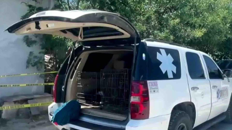 Fuegos artificiales alteran a perro y este le quita la vida a bebé de 9 meses