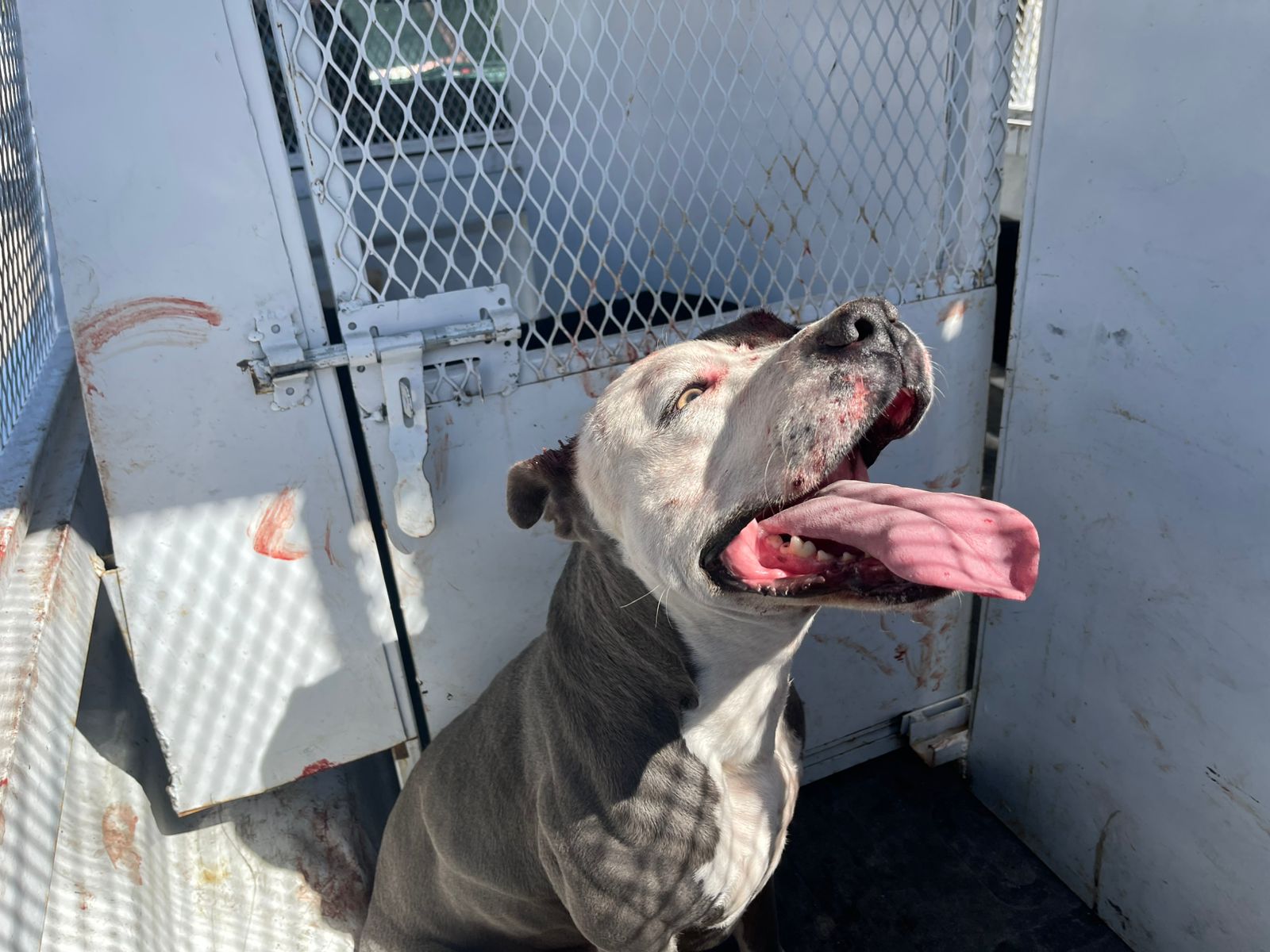 Atrapa Medioambiente a pitbull agresivo; sancionarán a los dueños