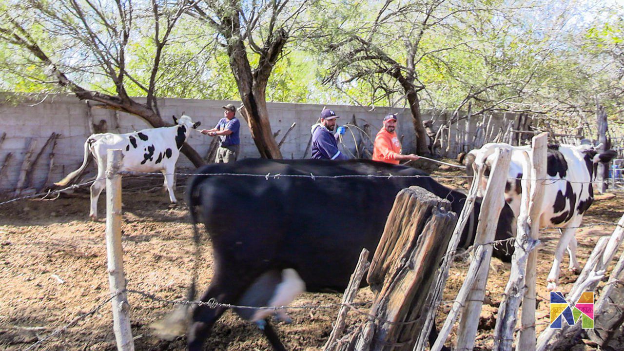 Realizan en Meoqui barrido sanitario con pruebas gratuitas de Tuberculina y Brucellosis para ganado de pequeños productores