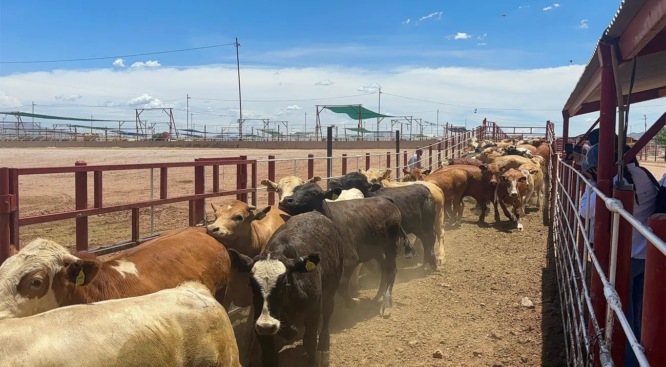 No hay acuerdo entre EEUU y México; frontera permanecerá cerrada al ganado