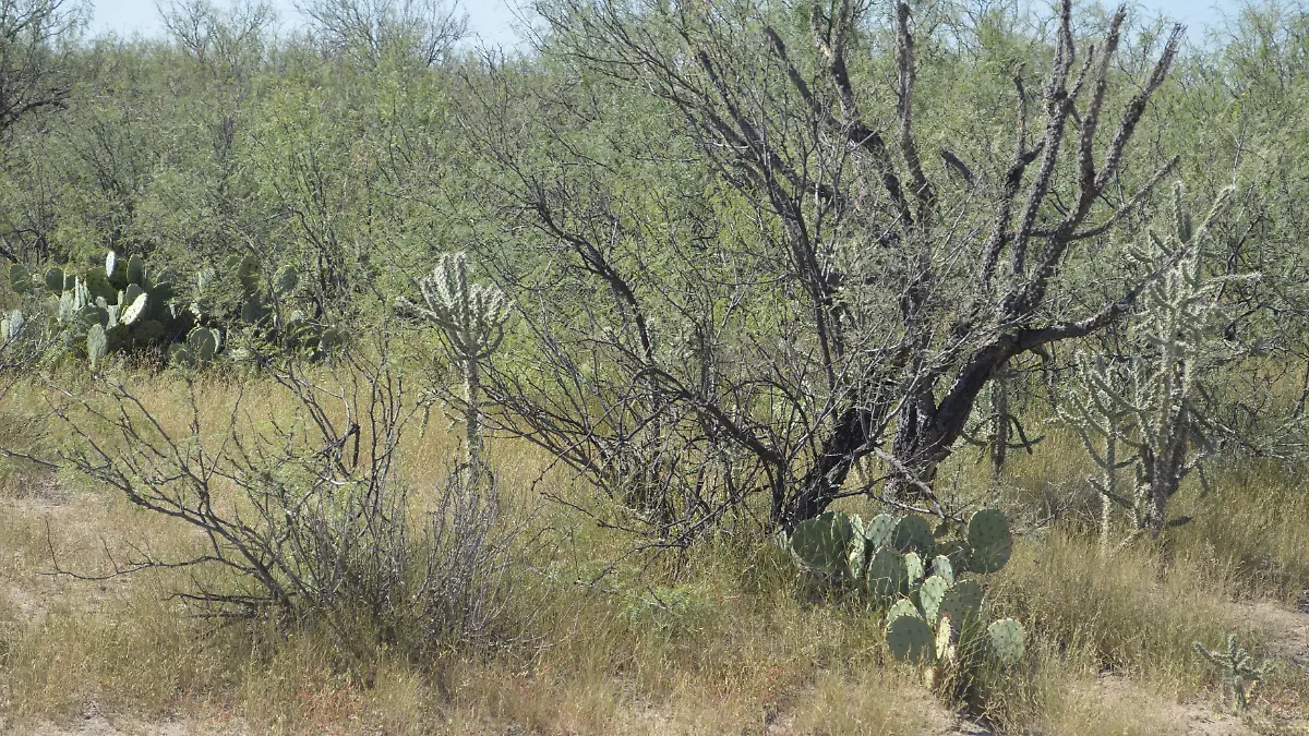 Analizan investigadores cómo convertir plantas nativas del desierto en materia prima para producir medicamentos