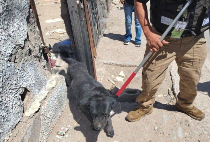 Jauría de perros atacó a adulta mayor y adolescente en el sector poniente
