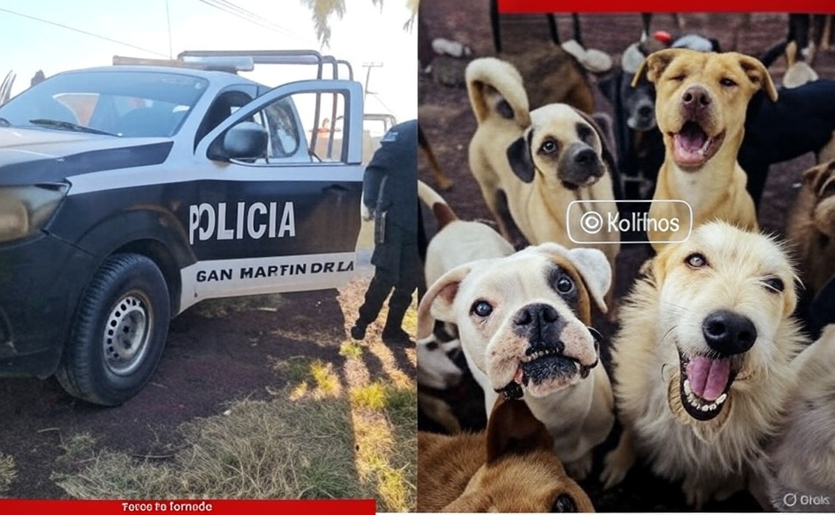 Atacan a balazos refugio de perros rescatados; un can resultó herido