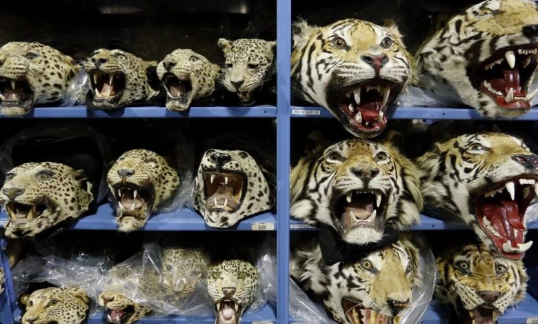 Empeora el tráfico mundial de tigres; se incautan 9 grandes felinos por mes