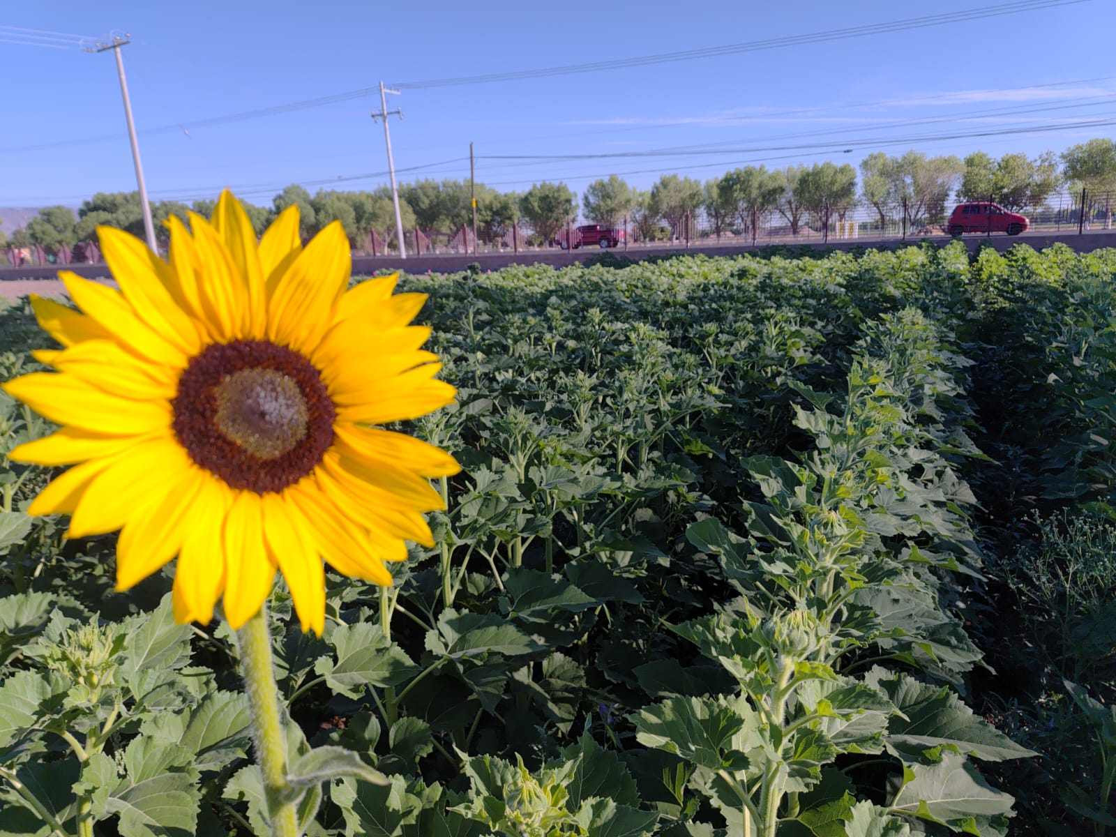 Facultad de Agronomía de Delicias impulsa el uso de semillas nativas para el ahorro de agua.