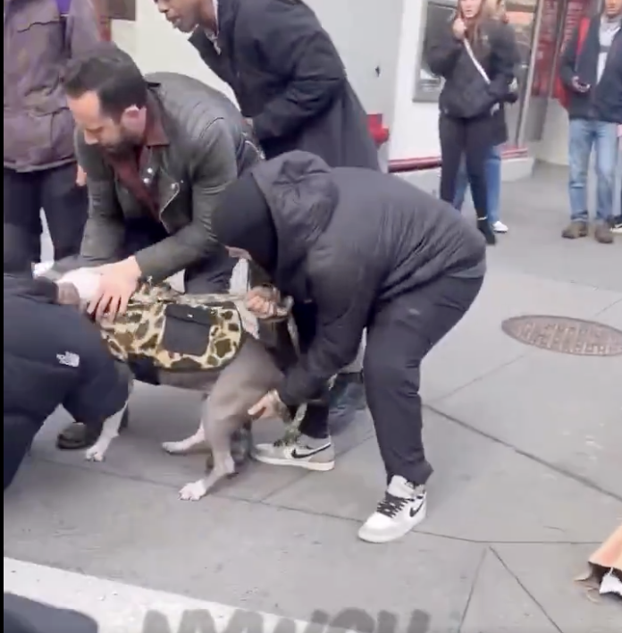 Video viral muestra ataque de pit bull a un niño pequeño en calles de Nueva York
